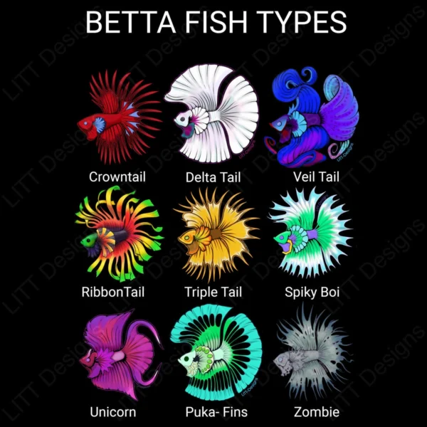 Betta Types Digital Illustration - LITT Designs